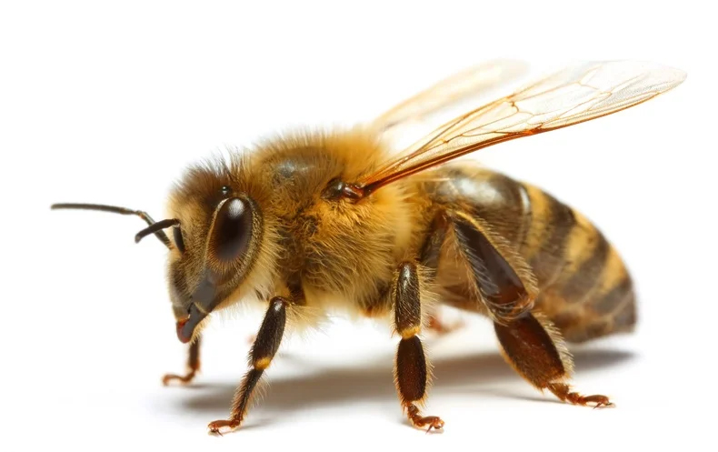 Honey Bee Control